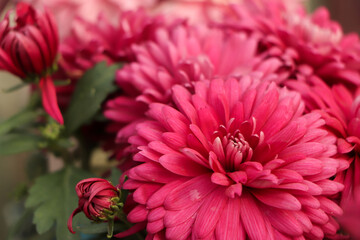 Pink chrysanthemum flower in the garden