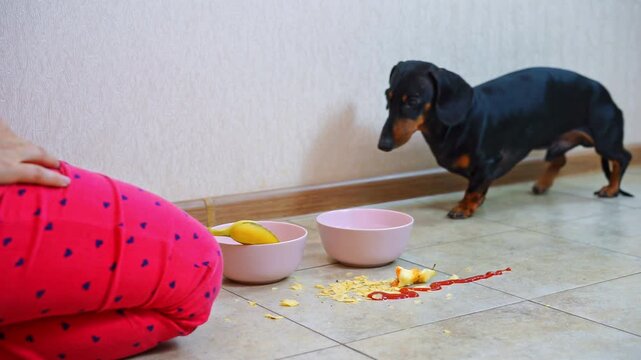 Owner sits on floor on knees, food has fallen from plate, ketchup has been smeared on tiles, dog looks attentively, faithfully supports Raising pet, accusations of naughtiness, overgrown food, dirt