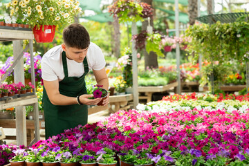 Young gardener in an apron carefully cares for petunia flowers at a flower market