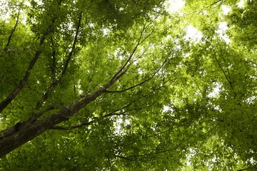 Fototapeta premium Beautiful green trees in forest, low angle view