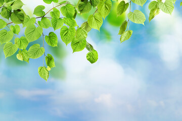 Tree branch with green leaves against beautiful sky