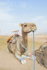 Camel´s Gaze - Marocco