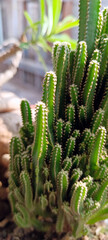Cactus plant in pot