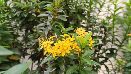Yellow flowers bloom beautifully