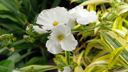 White flowers bloom beautifully