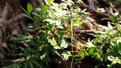 Tree roots and small plants nearby