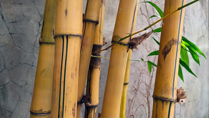 Yellow bamboo stalks near the wall