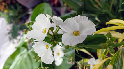 White flowers bloom beautifully