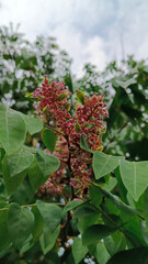 Small pink flowers that have not yet bloomed