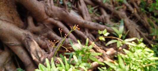 Tree roots and small plants nearby
