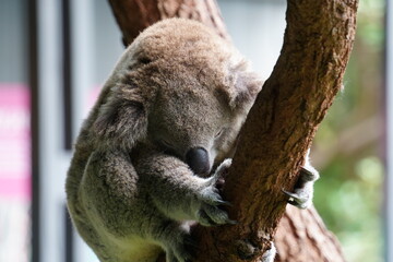 木で寝ているコアラ