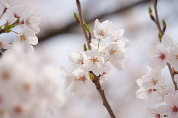 桜
