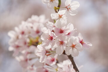 桜