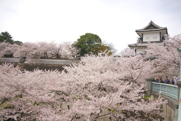 お城と桜