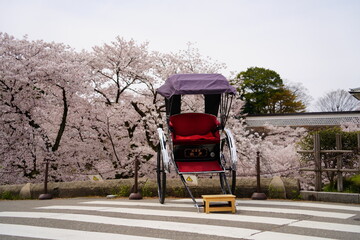 日本の桜