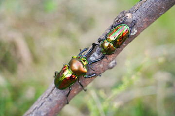 ニジイロクワガタのオスとメス