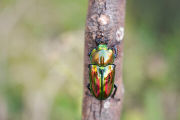 ニジイロクワガタの雌