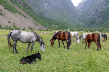 Obraz premium horses in the mountains