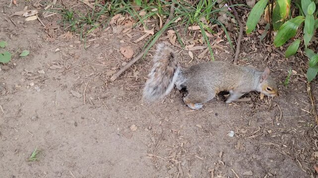 Curious squirrel in a park jumping around. Author Artist Nadia Russ.	