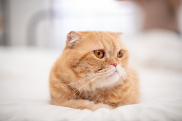 Portrait of comfortable furry Persian cat lying down on white bed blanket in house.