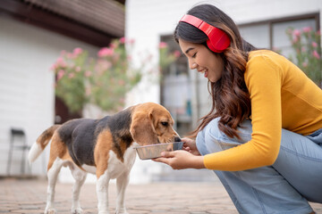 Asian woman feeding beagle dog from hands outdoors in front of house.