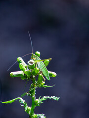 grasshopper on a leaf