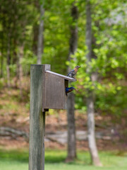 Eastern Bluebirds Nesting
