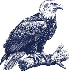 Eagle Vector, eagle silhouette, eagle Vector drawing	