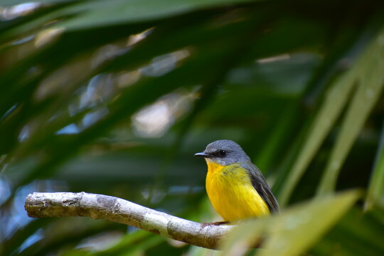 yellow bird on a branch