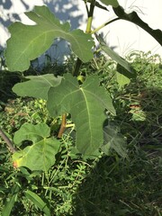Fig tree leaf 