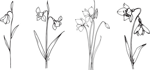 Minimalist Floral Line Art