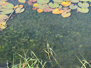 Ceratophyllum demersum in fish pond © mansum008