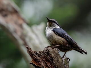 森の中で枯れ木に留まって周りを見渡しているゴジュウカラ