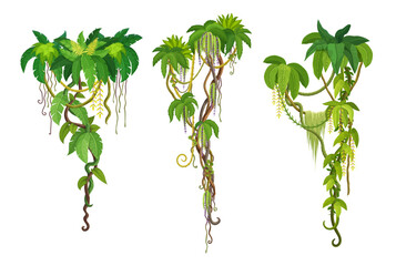 Tropical jungle liana vine branches of ivy or creeper plant with green hanging leaves, cartoon vector. Tropical liana and rainforest jungle bindweed tree or hedera vine with climbing monstera leaf © Vector Tradition