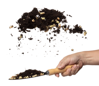 Seed slice long yard bean throw in mid air as garden. White background isolated high speed. Chop Long yard bean seed mix with soil fertilizer fly fall, Cut green long beans for planting float in air