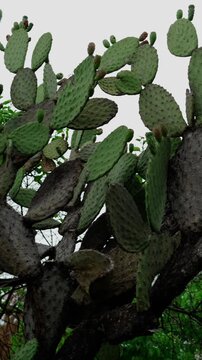 Vertical video, nopal cardon bush shaped, Opuntia streptacantha, travel shot right
