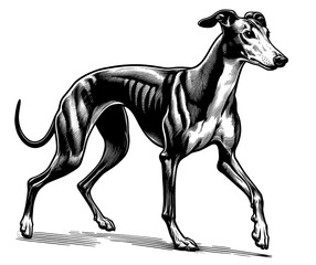 Hand drawn Cute Greyhound dog in full-body, vector sketch isolated on white background.	