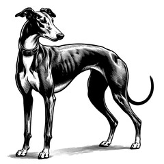 Hand drawn Cute Greyhound dog in full-body, vector sketch isolated on white background.	