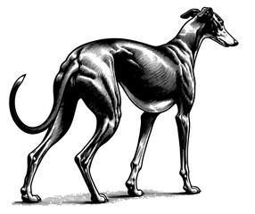 Hand drawn Cute Greyhound dog in full-body, vector sketch isolated on white background.	