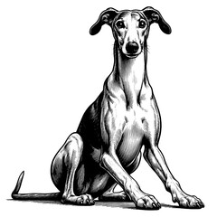 Hand drawn Cute Greyhound dog in full-body, vector sketch isolated on white background.	