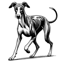 Hand drawn Cute Greyhound dog in full-body, vector sketch isolated on white background.	