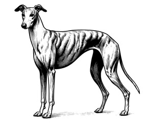 Hand drawn Cute Greyhound dog in full-body, vector sketch isolated on white background.	