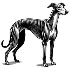 Hand drawn Cute Greyhound dog in full-body, vector sketch isolated on white background.	