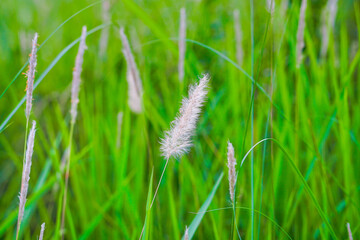 Kunai grass or Cogon grass white flowers on a beautiful green blurry background 
