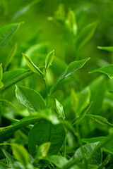 fresh green tea leaves and bud