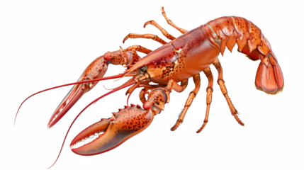 A large red lobster with a long antennae