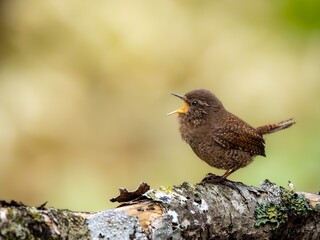 森の中で枝に留まってさえずるミソサザイ