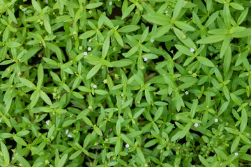 Close up green moss texture background