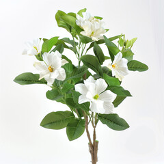 Obraz premium flowers in white background