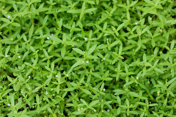 close up grasses plants with beautiful flower 